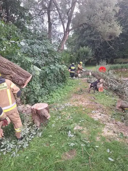 Złamane drzewa na terenie MOW w Rzepczynie – interwencja strażaków