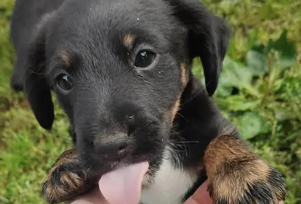 Trzy dwumiesięczne szczeniaki szukają domu – matka to terrier