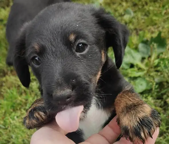 Trzy dwumiesięczne szczeniaki szukają domu – matka to terrier
