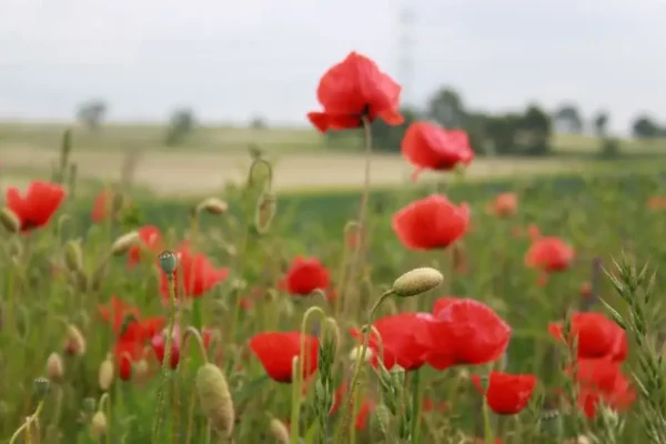 Dożynki Gminne w Bruśnie – święto plonów i lokalnej wspólnoty